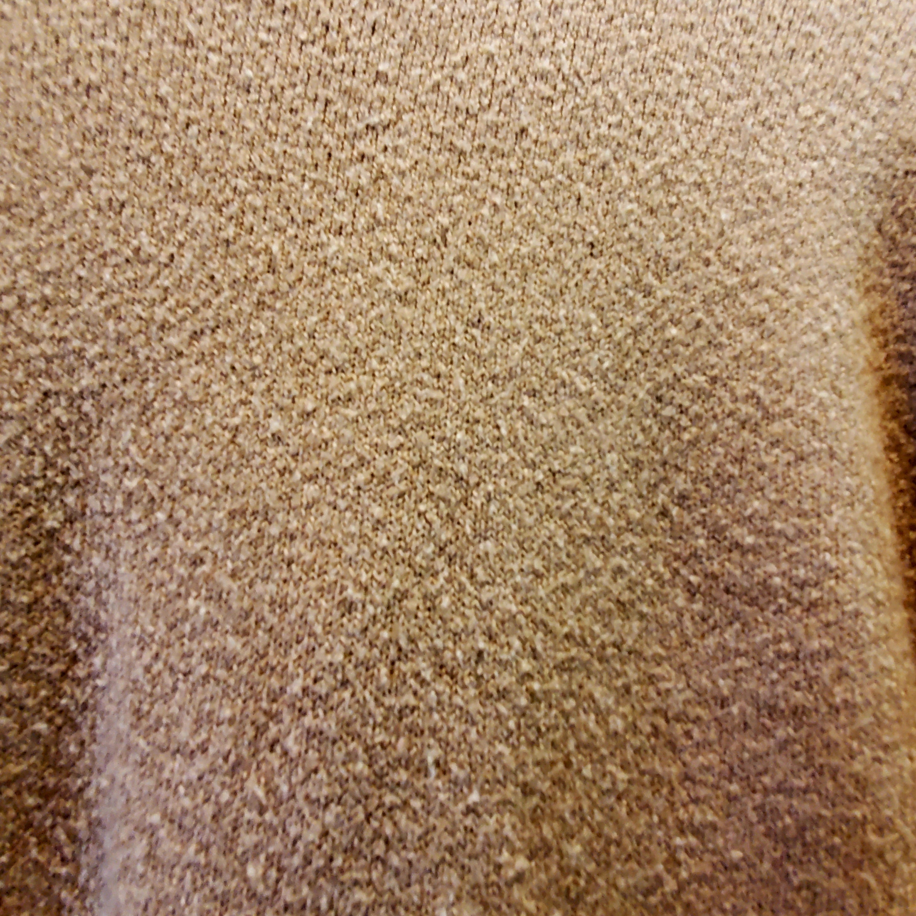 French Connection Textured Wool Blend Belted Cardigan - /Beige - S